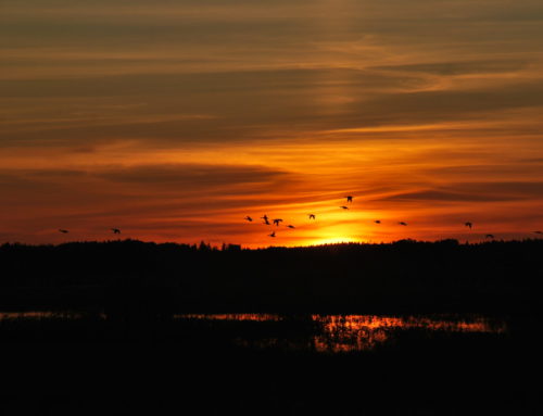 Suomi australialaisen silmin