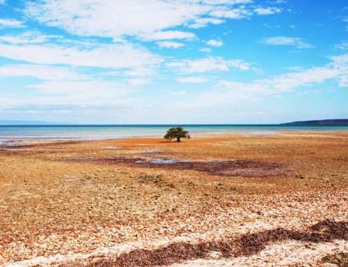 South Australia pikakelauksella
