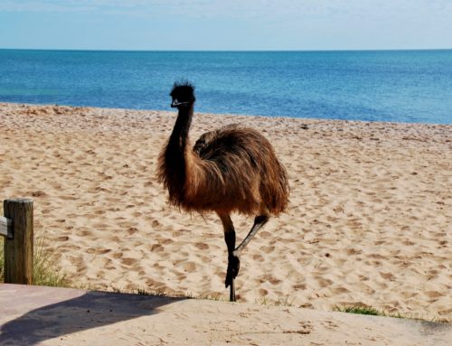 Monkey Mia ja emujen hyökkäys