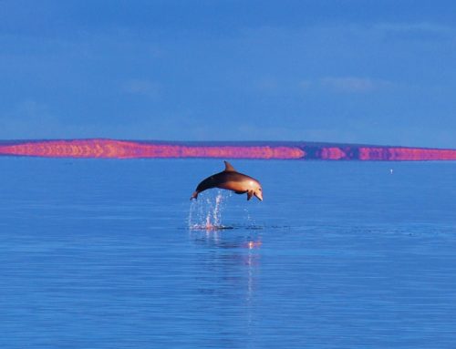 #ReilutBlogit – Eläinrakasta matkailua!