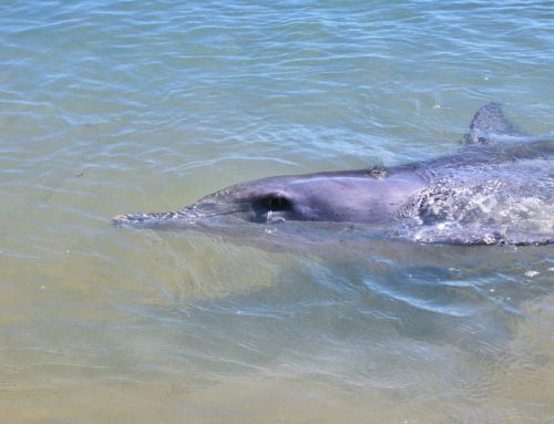 Aika unohtaa unelma delfiiniuinnista? #ReilutBlogit