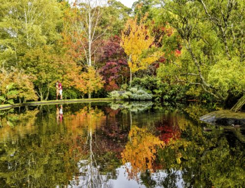 Syksyn värejä ja viininmaistelua päiväretkellä Melbournesta