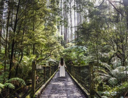 Luonnon rauhassa Melbournen Dandenongsin vuoristossa