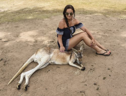 Brisbanen Lone Pine Sanctuary – Koala kainaloon ja seuraava!