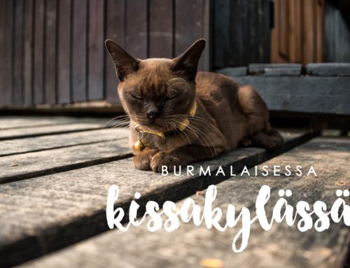 Kissaterapiaa burmalaisessa kissakylässä
