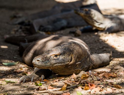 Kun katsoin komodonvaraania silmästä silmään
