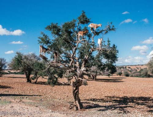 Marokon puissa kiipeilevät vuohet