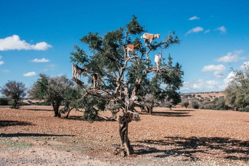 marokon vuohet puissa